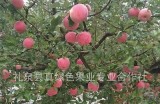 茂县优质糖心红富士苹果直播推荐，品尝自然美味！