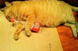 探索柚子猫的糖心VLOG官网，记录生活中的美好瞬间与趣事！