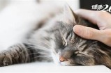 “探索糖心VLOG：柚子猫的趣味生活与精彩瞬间”
