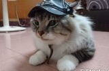 糖心主播柚子猫的外貌特征与迷人魅力揭秘