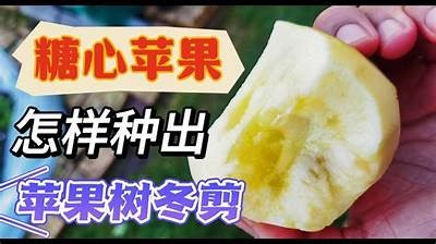 甜蜜香脆的糖心苹果，让每一口都充满幸福感！