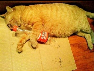 探索柚子猫的糖心VLOG官网，记录生活中的美好瞬间与趣事！