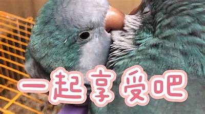 陪你分享甜蜜时刻的小熊主播，快来一起互动吧！