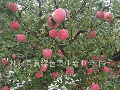 茂县优质糖心红富士苹果直播推荐，品尝自然美味！