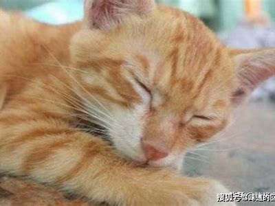 探索糖心VLOG官网：与柚子猫一起的精彩生活分享！
