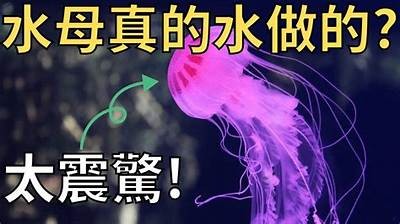 水母娘娘主播带你探索糖心直播的精彩世界