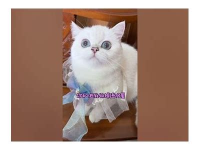 《白发主播的甜蜜世界：探秘糖心女主播的日常与魅力》