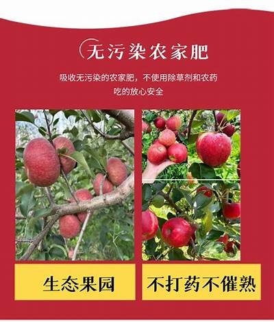 《四川凉山盐源特色糖心苹果直播带货推广活动盛大开启》